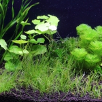 植栽から16日目　ヘアーグラスショート